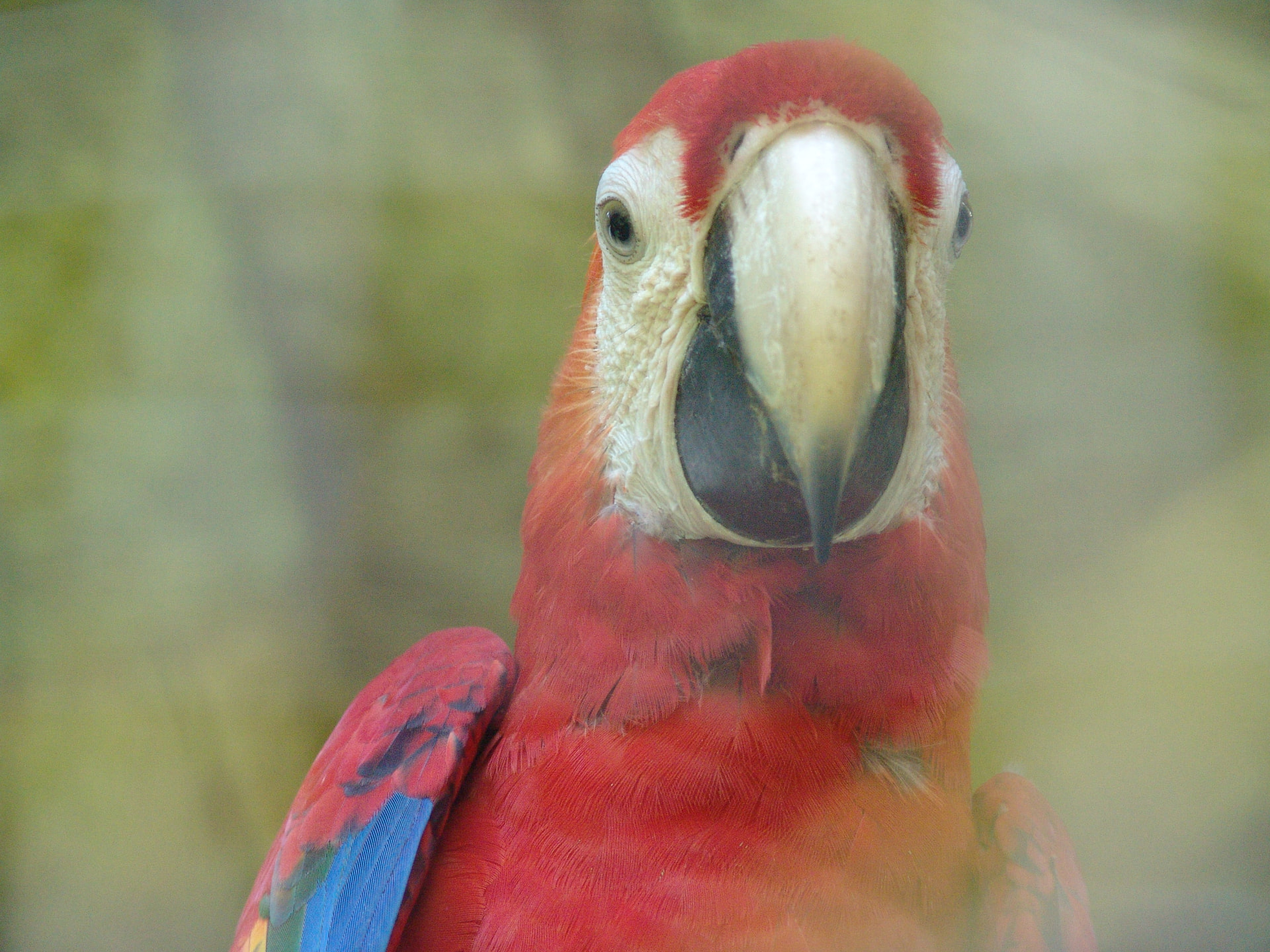 Scarlet macaw spotted on a guided Manuel Antonio National Park tour