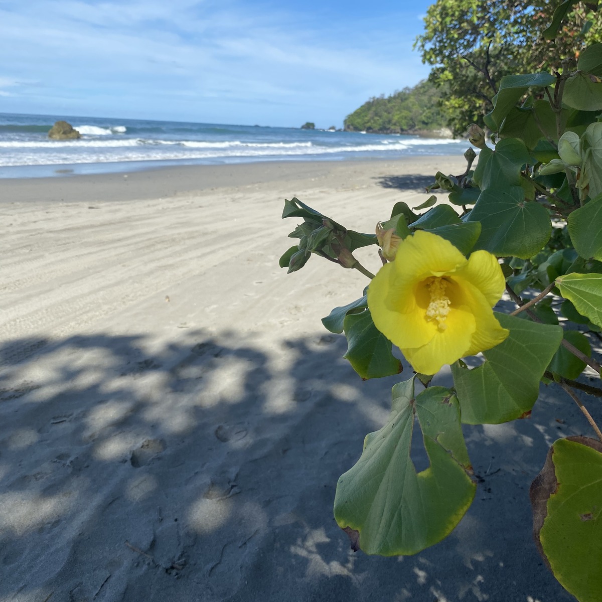 Yellow beach hibiscus blooming beside the sand and surf at Manuel Antonio