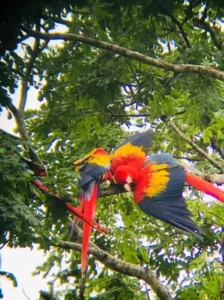 Wildlife in Manuel Antonio National Park