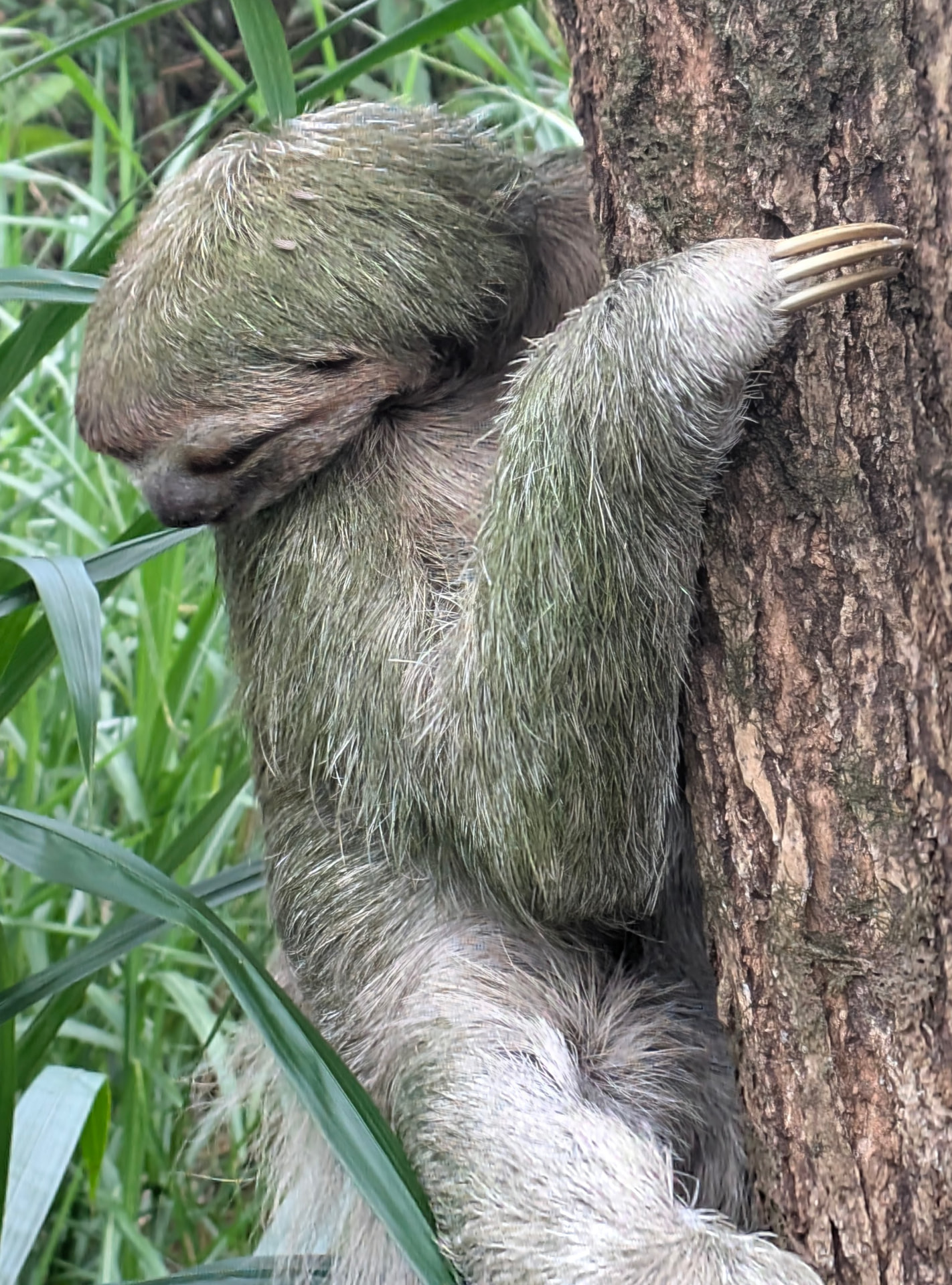 Three-toed sloth clinging to a tree trunk in Manuel Antonio