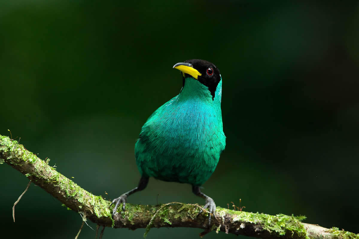 Green honeycreeper perched on a mossy branch in a Costa Rican rainforest