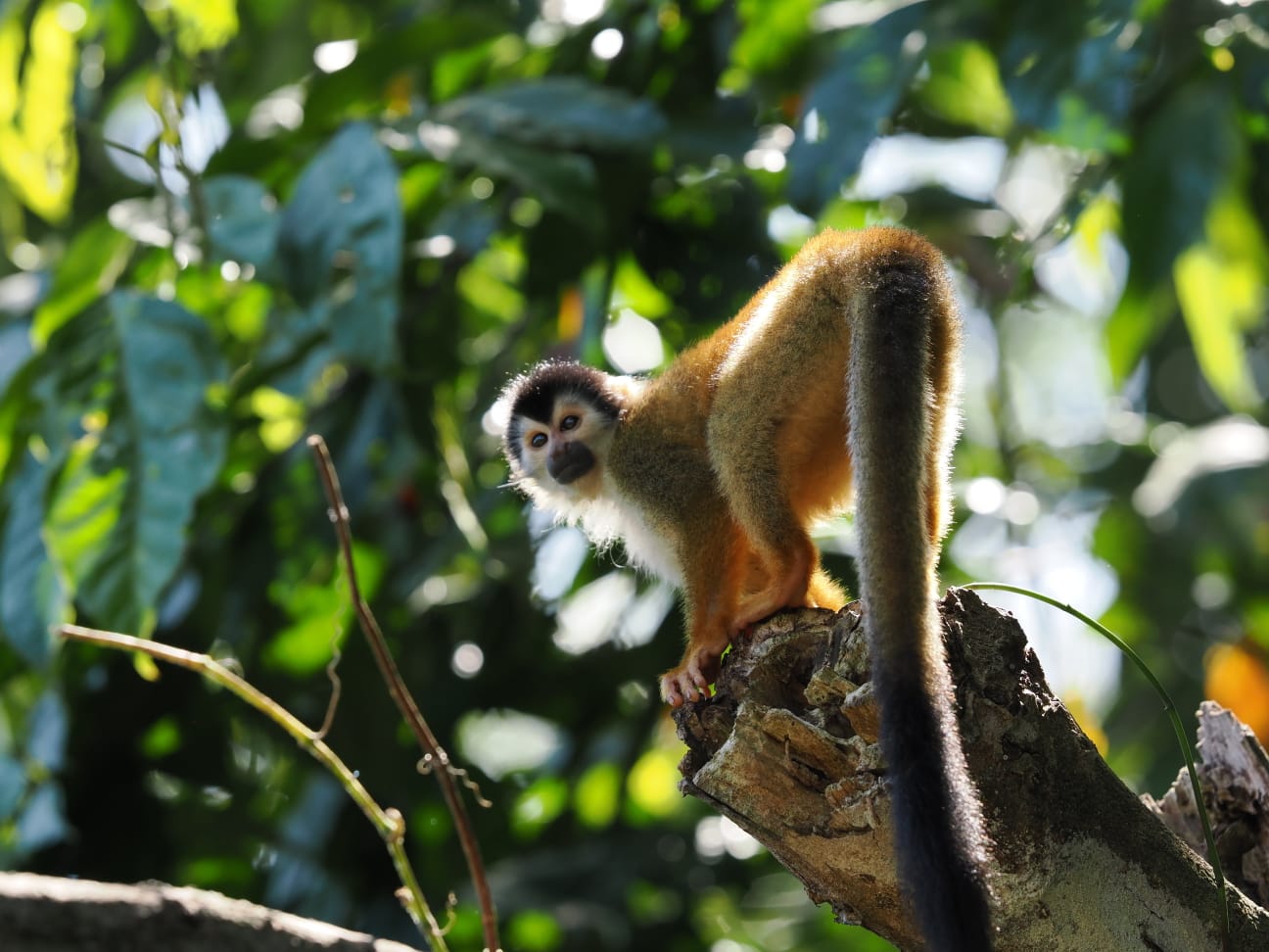 Wildlife in Manuel Antonio National Park