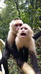 Wildlife among the trees in Manuel Antonio National Park